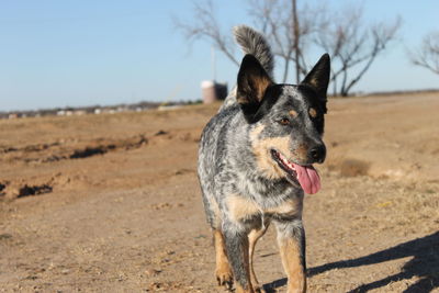 Close-up of australian cattle dog on field