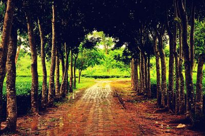 Pathway along trees in forest