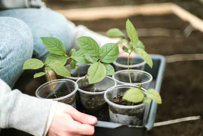 Midsection of woman holding potted plant