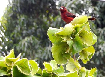 Close-up of bird perching on plant