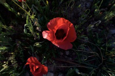 Close-up of red poppy blooming in field