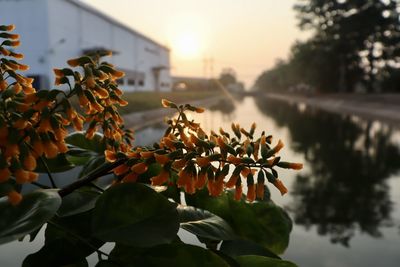 Pterocarpus macrocarpus kurz flower are blooming