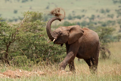 African elephant throws earth over its head