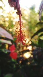 Low angle view of flower tree