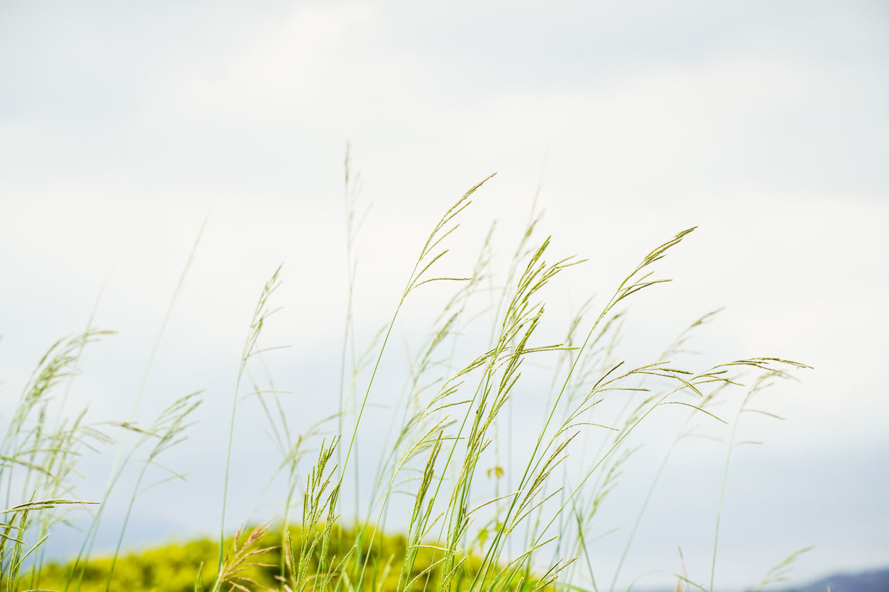 grass, plant, field, sky, grassland, prairie, nature, meadow, beauty in nature, growth, no people, green, sunlight, landscape, land, tranquility, environment, outdoors, day, rural scene, flower, cloud, morning, agriculture, copy space, focus on foreground, close-up, rural area, tranquil scene, scenics - nature, summer, freshness, cereal plant, non-urban scene, crop, plain