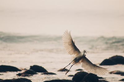 Seagull flying over beach against sky