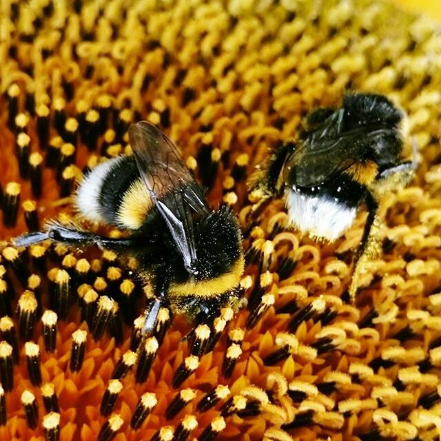 Bumblebee macro