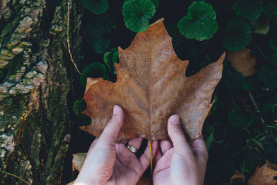 Midsection of person holding leaves during autumn