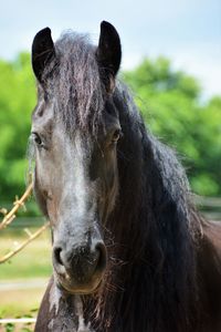 Close-up portrait of horse against sky