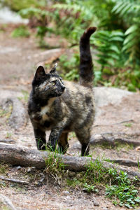 Cat standing in a field