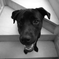 Close-up portrait of dog