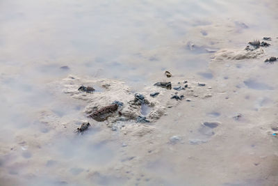 High angle view of ducks on shore