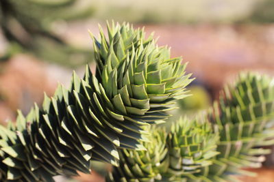 Close-up of succulent plant