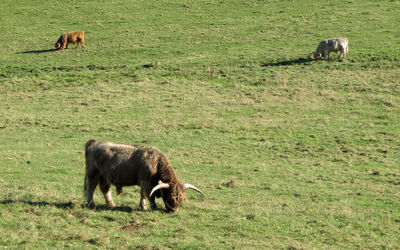 Sheep grazing on grassy field