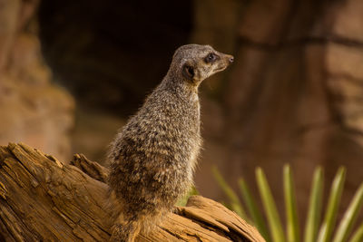 Close-up of meerkat on tree