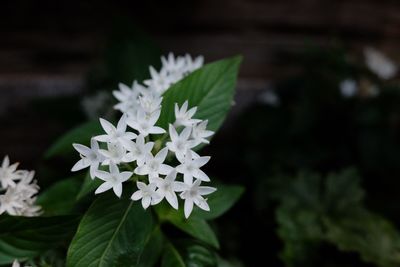 Close-up of flowers blooming outdoors