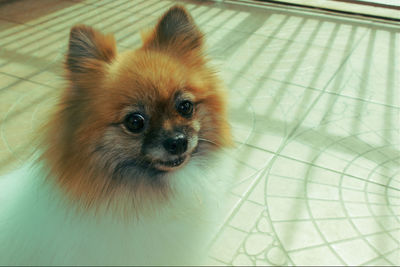 High angle portrait of dog