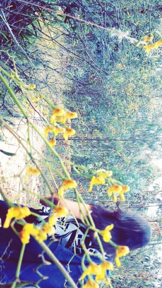 CLOSE-UP OF YELLOW PLANT