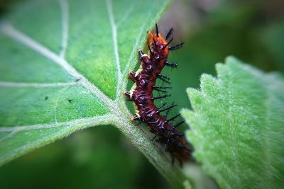 Close-up of ant on leaf