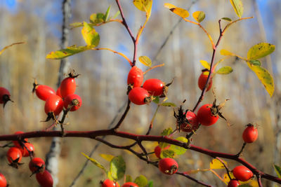 Close-up of red berries growing on tree