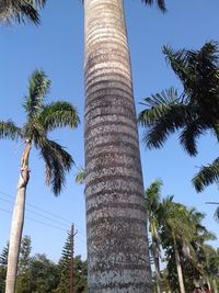 Low angle view of palm trees against clear sky