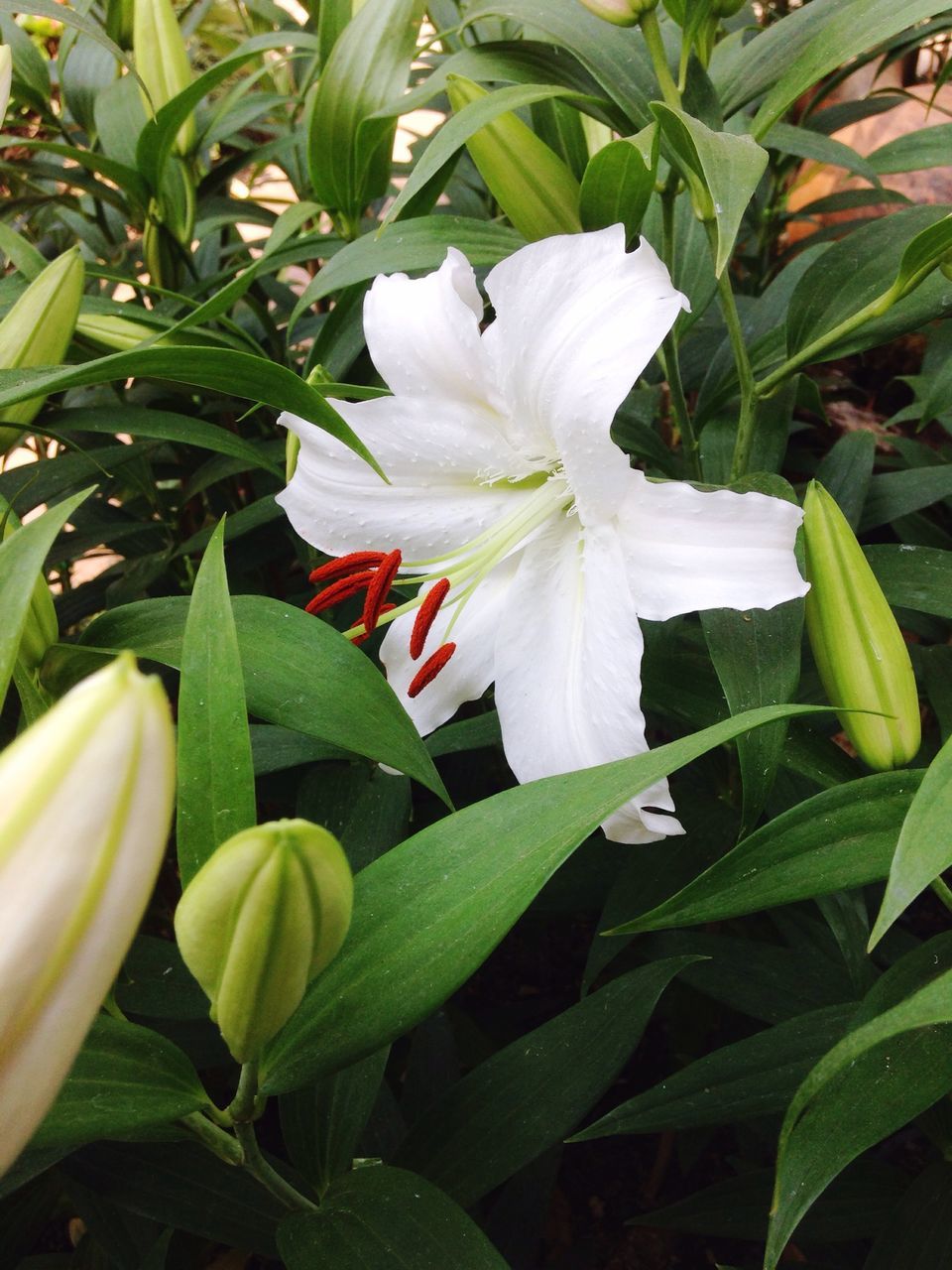 flower, petal, freshness, flower head, growth, fragility, leaf, white color, beauty in nature, plant, blooming, nature, close-up, green color, single flower, in bloom, stamen, pollen, blossom, white