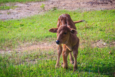 Cow in a field