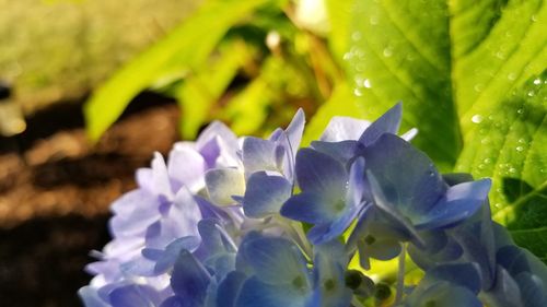 Close-up of purple flowering plant