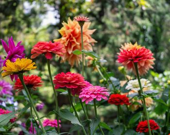 Close-up of red flowering plants in park
