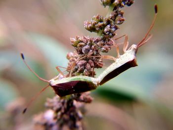 Close-up of wilted flower buds