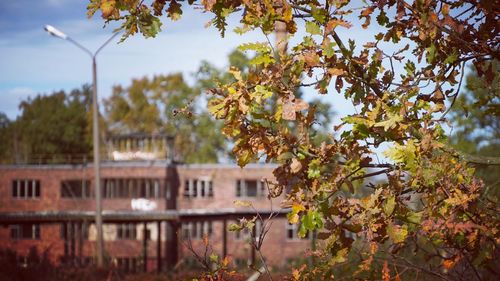 Tree by building against sky during autumn