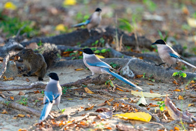 View of birds on land