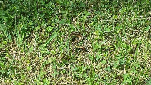 High angle view of snake on field