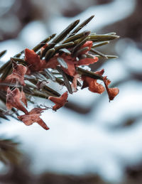 Close-up of fresh orange flowers on tree