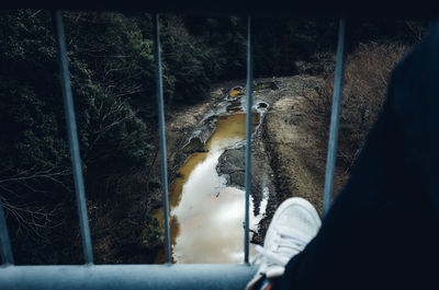 High angle view of birds in forest