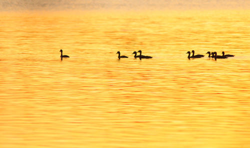 Birds in lake against sky during sunset