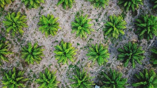 Full frame shot of flowering plants