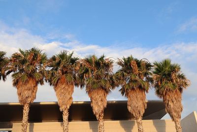 Low angle view of coconut palm trees against sky