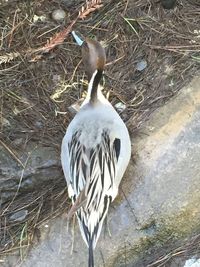 Duck on floor