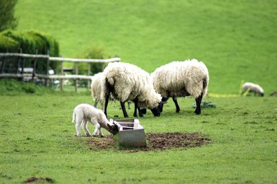 Sheep grazing in a field