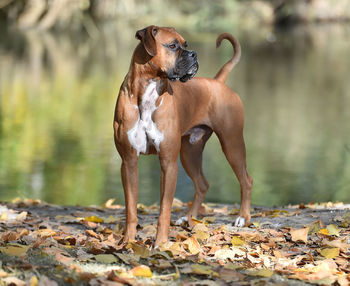 Dog standing on leaves in lake
