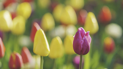 Close-up of purple tulip