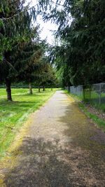 Footpath amidst trees in park