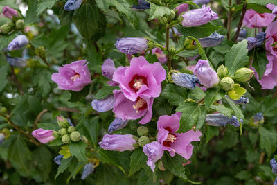 Close-up of pink flowering plants