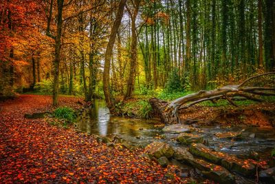 Trees growing in forest during autumn