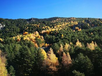 Trees against clear sky