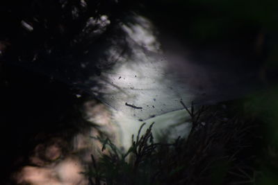 Close-up of lizard on plant at night