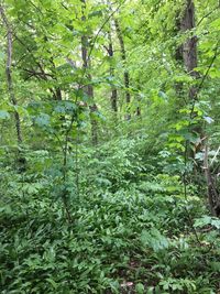 Plants and trees in forest