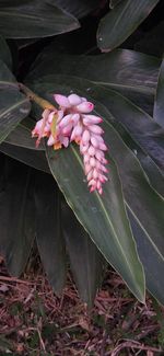 plant
