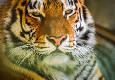 Close-up of tiger